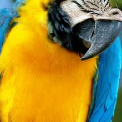 Immagine evento Bioparco Zoo di Roma: accesso saltafila