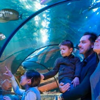 Immagine evento Immergiti nel mondo di Gardaland SEA LIFE Aquarium