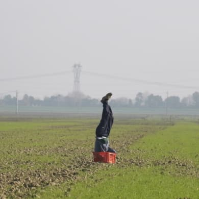 SOGNI AL CAMPO